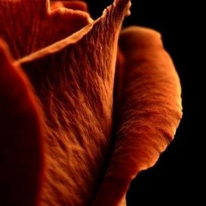 Meet your Posher, Alora